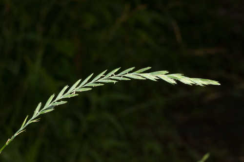 Elymus repens #2